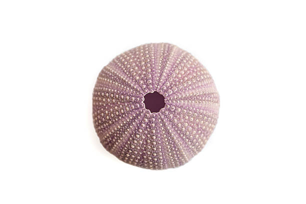 istock Violet sea urchin shell top view isolated on white background, soft focus close up 2213171652