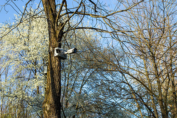istock Video surveillance cameras on a forest or park tree in the spring time against blue sky 2213171826