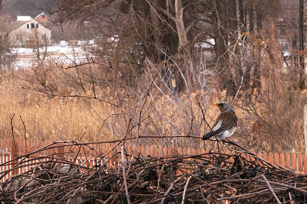 a colorful bird, the fieldfare thrush, sits on the winter grape bushes, looks around fearfully