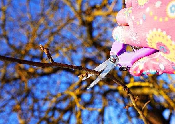 Pruner. Cut branch use branch cutter. Cutting branches on apple tree use Garden pruning shears. Spring trimming tree branch in garden. Pruning tree with clippers on backyard. Pruning  tools. Cutter