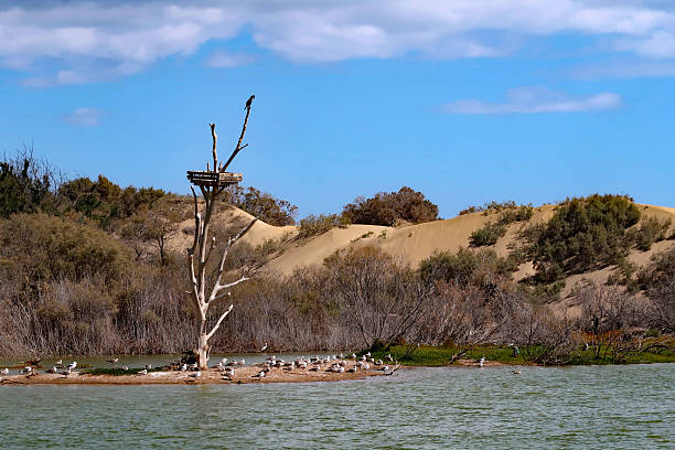 Maspalomas, Gran Canaria, Canary Islands, Spain, March 2, 2025. Large sand dunes area and nature reserve with view of distant wading birds and dead tree. Sunny winter spring day outdoors