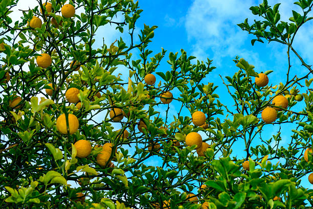 yellow flowers against blue sky
