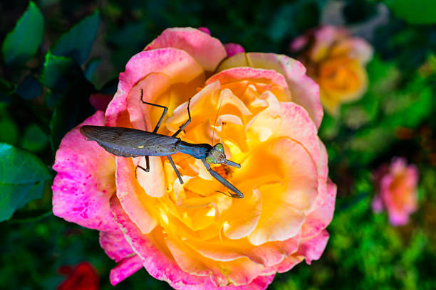 Praying mantis - black background