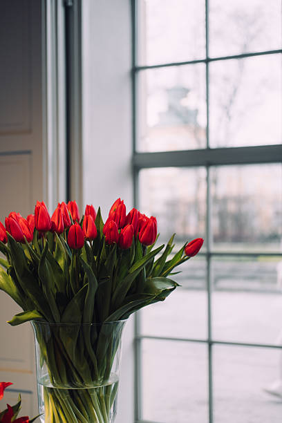 istock Vibrant Red Variegated Tulips on Display 2213175783