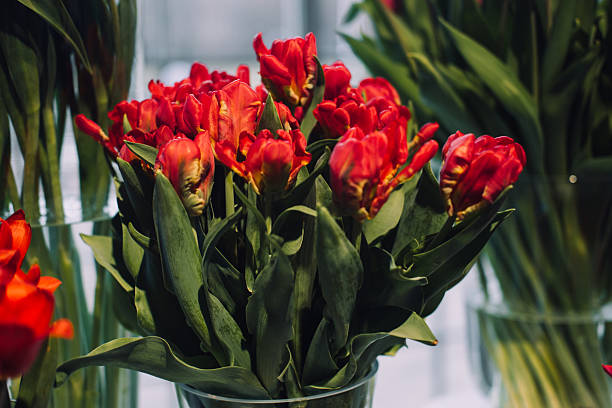 istock Vibrant Red Variegated Tulips on Display 2213175784