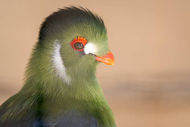 White-cheeked Turaco (Tauraco leucotis) against a sandy background. Green colored head of a white-cheeked turaco with an orange colored beak and eye ring.