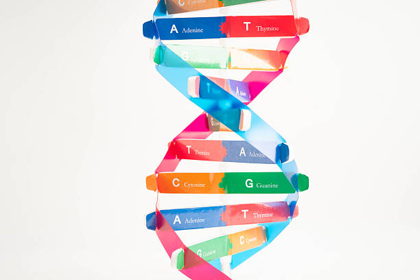 istock DNA molecule spiral structure model isolated on white background, chromosome and gene chemical science biology. 2213177366