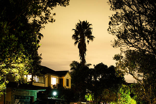 Palm tree against the night sky of a city illuminated by lights at night in Oteha, Auckland