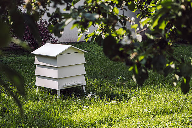 istock Organic and Natural Beekeeping. Modern Beehive in Lush Garden 2213178152