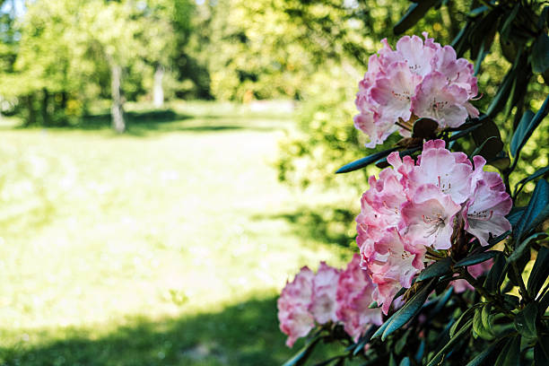 Vibrant pink rhododendron flowers in focus, with a blurred sunny park backdrop, providing ample copy space.