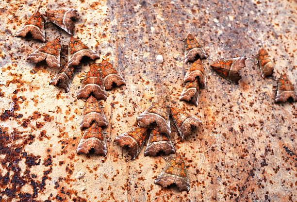 istock Night Butterfly on rust background. Lepidoptera close-up. 2213179427