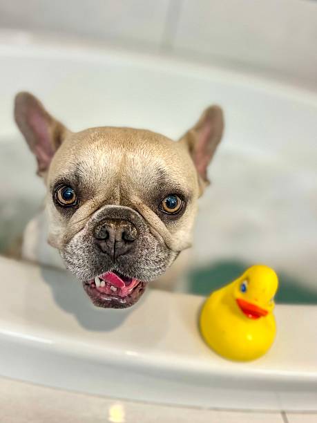 istock Happy dog in a bath 2213180684