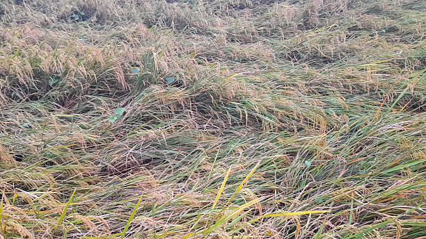 Destroyed Rice 60+ Destroyed Crop By Flood And Heavy Rain Stock Photos, Pictures ...
