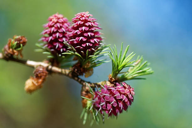 Young male and female cones of larch tree in spring, end of April.