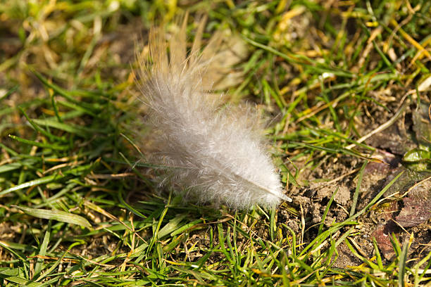 white bird feather on the meadow, soft fluffy feather, light brown feather on the grass