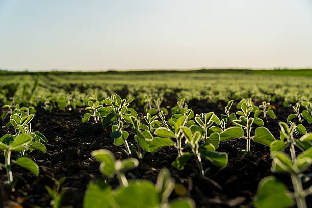 istock Ripe soybean plants grow in rows under a clear blue sky, indicating a successful harvest season in full swing 2213181198