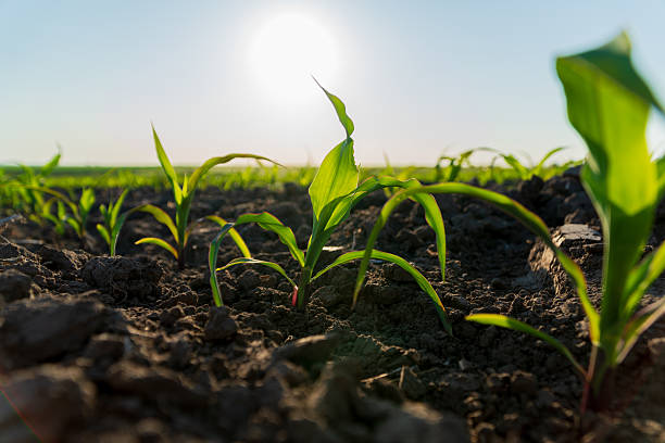 istock Corn sprouts emerge from rich soil in a rural field, illuminated by bright sunlight, indicating healthy growth during the growing season 2213181225