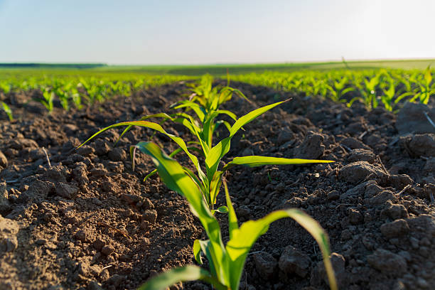 istock Young corn sprouts emerge from rich soil in a rural field, basking in sunlight during the early hours of the day 2213181226