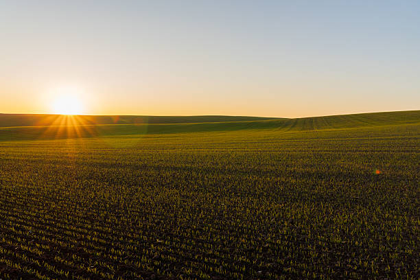 istock Wheat sprouts flourish in a winter field 2213181253