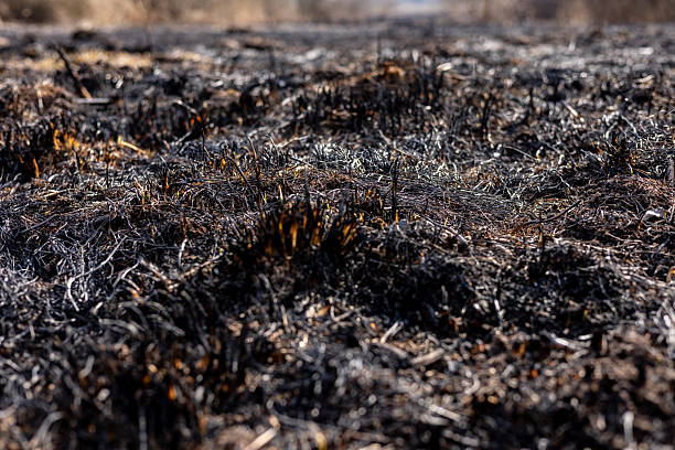 istock The landscape shows significant destruction from a recent fire, with charred grass, blackened earth, and lingering smoke indicating danger 2213181270