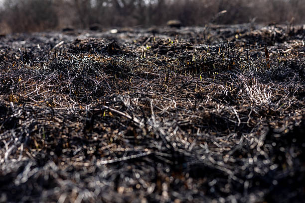 istock The land shows extensive damage from a recent fire, with charred grass and ashes covering the ground, hinting at new life emerging 2213181273
