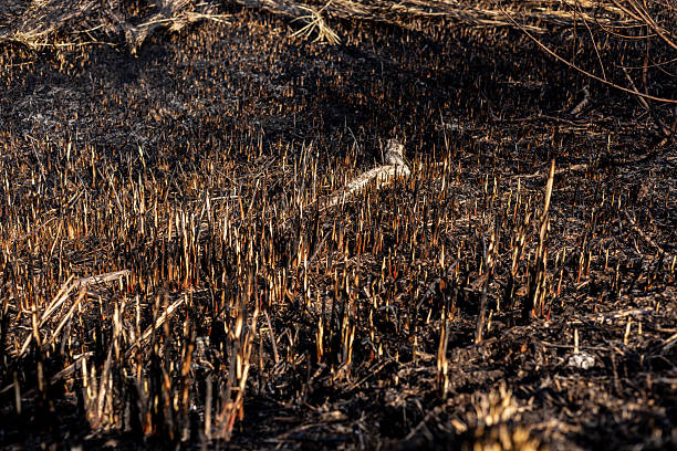 istock Burnt grass reveals a devastated landscape where flames have ravaged the land, leaving only charred remnants and smoke in the air 2213181285