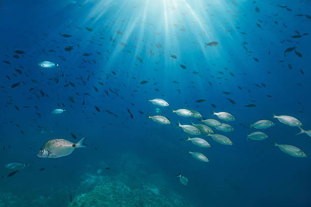 istock Fish shoal with sunlight underwater in the Mediterranean sea 2213181475