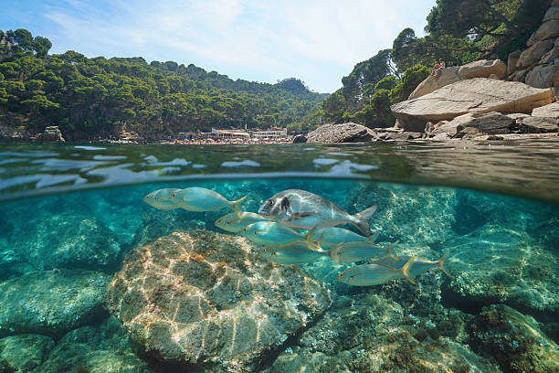 istock Coast with fish in the Mediterranean sea Spain 2213181523