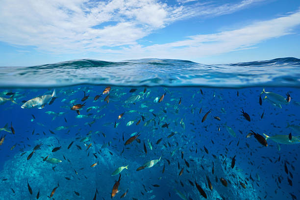 istock Fish shoal underwater in Mediterranean sea and blue sky with cloud 2213181705