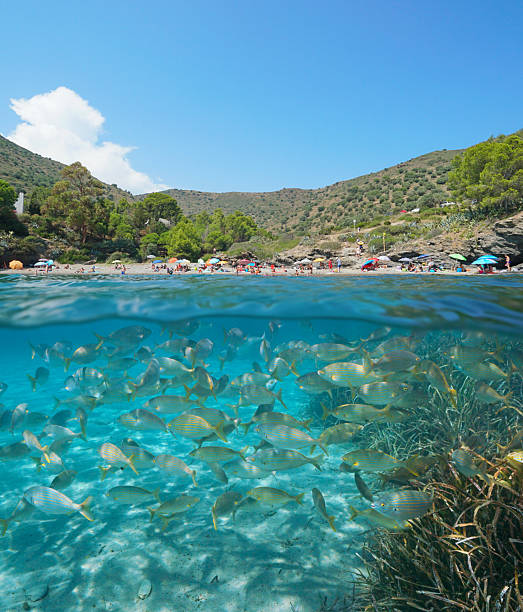 istock Mediterranean coast Spain beach in summer and fish shoal underwater 2213182455