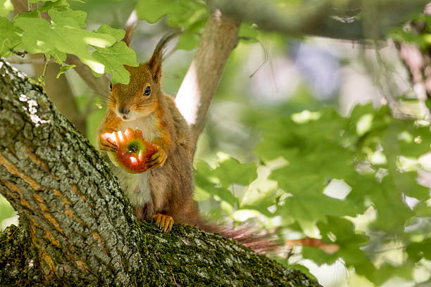 Squirrel in the garden