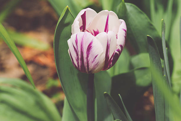 Flowers in the garden
