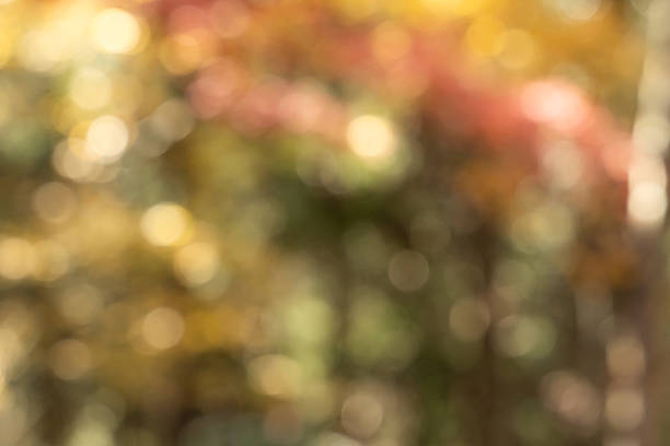 istock Abstract bokeh background in autumn season colors 2213185024
