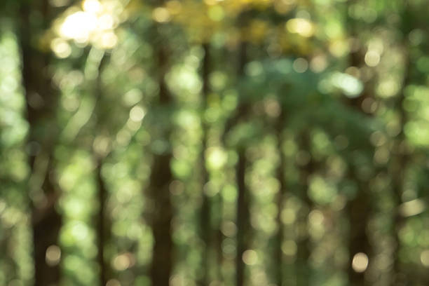 istock Abstract green forest background with bokeh 2213185028