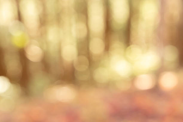 Abstract background of forest tree in autumn season color, bokeh effect