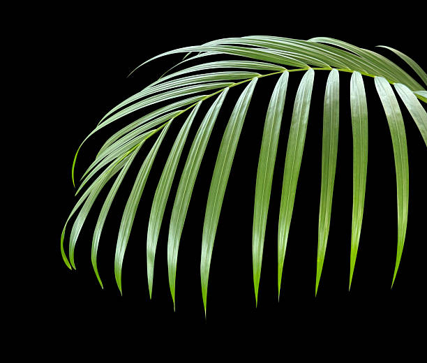 istock Areca palm or Yellow palm leaf isolated on black background with clipping path 2213185076