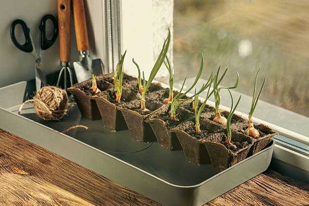 istock Spring onions seedlings in peat pots and hand garden tools on a windowsill at home, copy space. 2213185104