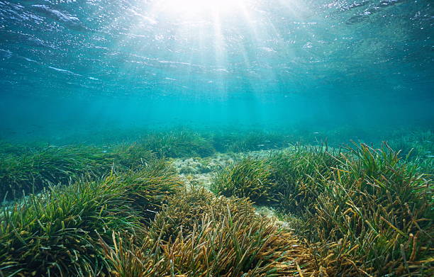 istock Sunlight underwater sea through water surface with seagrass 2213185323