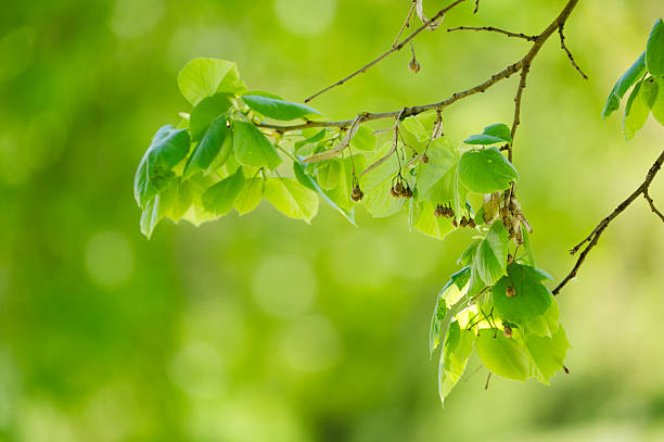 Delicate green linden leaves and small round seeds hang from a slender branch, softly lit by ambient spring light. The shallow depth of field and gentle tones create a calm, natural scene rich in botanical detail and seasonal atmosphere.
