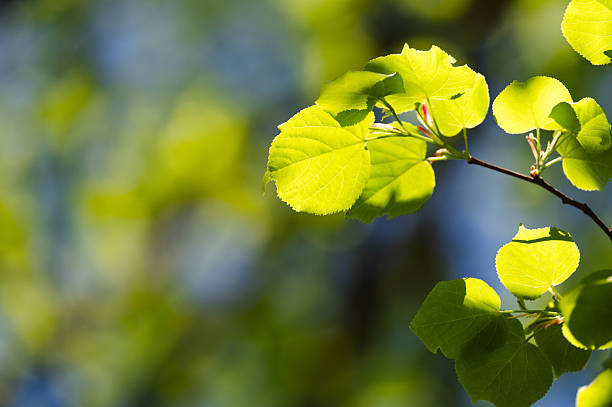 Tender linden leaves are bathed in golden sunlight, standing out crisply against a softly blurred background of green and blue. The heart-shaped foliage and warm tones evoke a serene, refreshing spring atmosphere.
