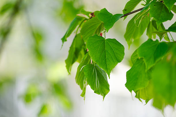 Bright green linden leaves hang delicately from a branch, sharply lit by sunlight against a soft, cloudless blue sky. The tender texture and heart-shaped form of the leaves convey the purity and vitality of springtime renewal.