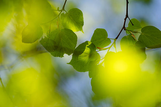 Tender linden leaves are bathed in golden sunlight, standing out crisply against a softly blurred background of green and blue. The heart-shaped foliage and warm tones evoke a serene, refreshing spring atmosphere.