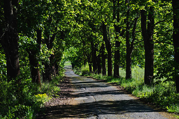 A peaceful country road curves gently through a lush green forest, flanked by tall deciduous trees in full spring foliage. Sunlight filters through the dense canopy, creating a dappled light pattern on the gravel path, evoking a sense of calm and natural harmony.
