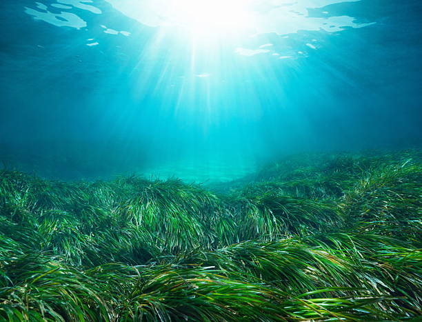istock Sunlight underwater with seagrass in the Mediterranean sea 2213185611