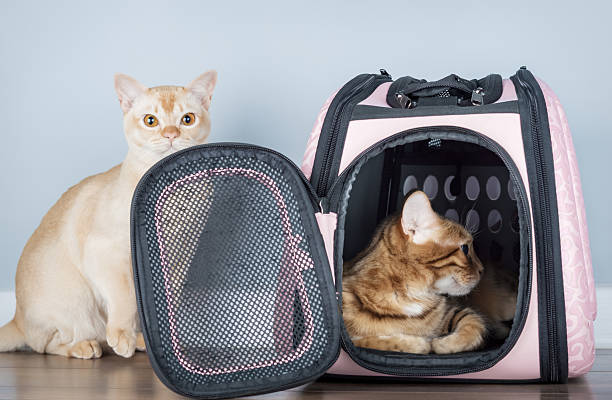 istock Luxury pet carrier with purebred cat in minimalist home interior 2213186549