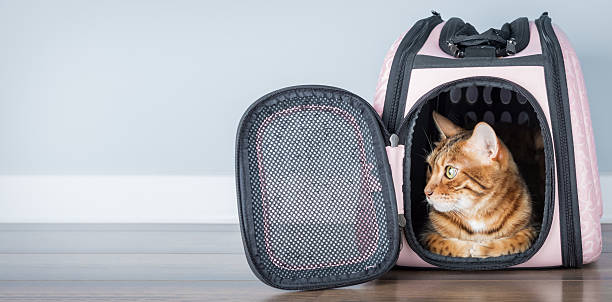 istock Bengal cat in a carrier in a room. 2213186594
