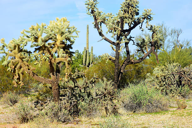 istock Landscape Sonora Desert Arizona 2213187858
