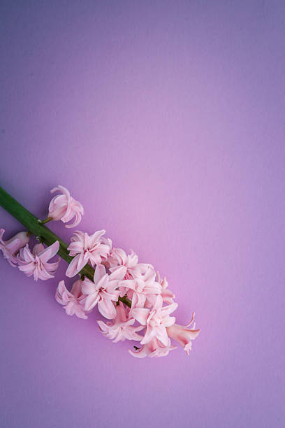 istock Single pink hyacinth flower placed diagonally on a pastel pink background, leaving empty space for text or design, creating a minimalist and elegant floral composition. 2213187939