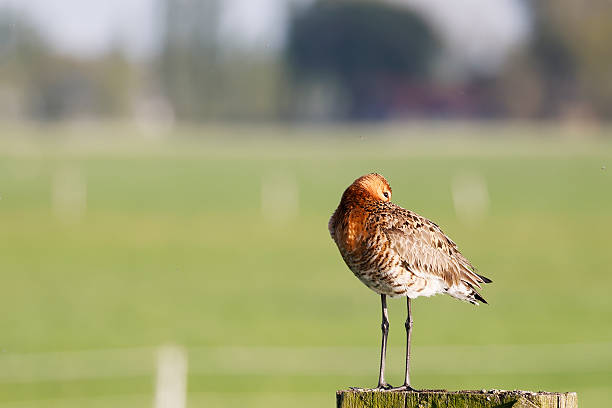 L 37-42cm, WS 63-74cm.Breeds on extensive wet meadows, grassy marshes, boggy moorland. On passage and in winter, frequents mainly estuaries, saltings, coastal mudflats and lagoons; also inland marshes. This beautiful wader is a quite common breeding Bird in the Netherlands in the described Habitats. The Picture is made in the Polder Arkemheen (the Netherlands) in Spring 2025.