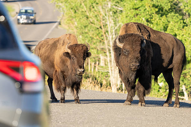 A bison crosses a highway near Yellowknife NWT.